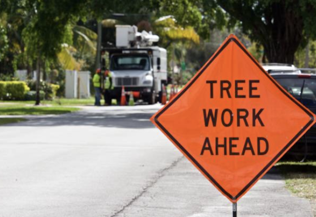 emergency tree removal kern