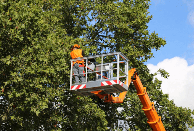 tree trimming Bakersfield ca