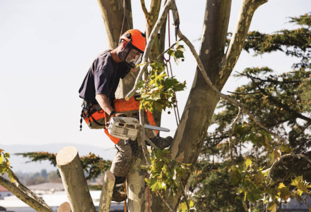 kern tree removal